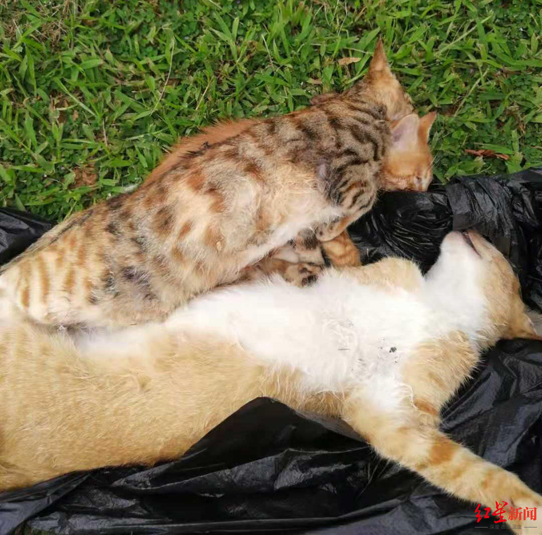 8只野猫惨死深圳儿童乐园内 志愿者看到母猫护崽放声大哭