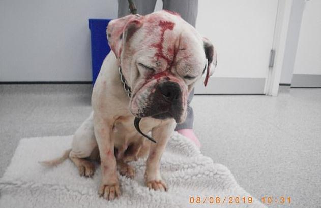 英国狗主人施虐暴打斗牛犬满头鲜血浸泡在装满清洁剂的浴缸中