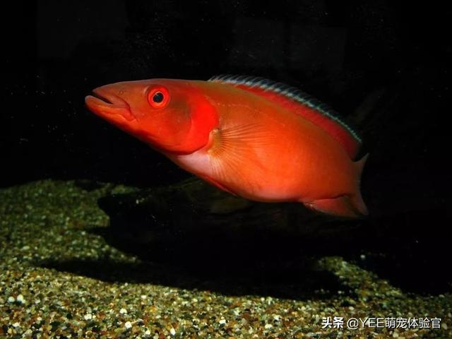 300元级南美小型猛鱼,藏亚马逊河深处的新品观赏鱼|孔雀鱼_新浪新闻