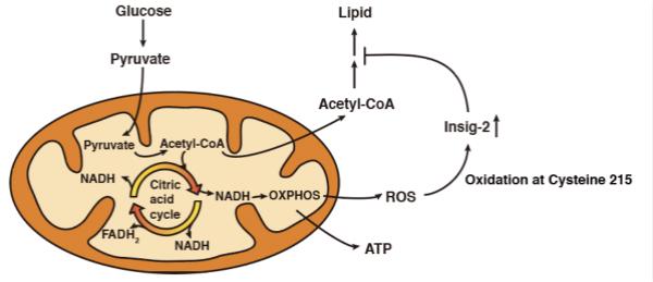 宋保亮团队揭示活性氧感受新机制