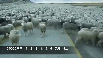 30000只羊 从这扇国门进入中国