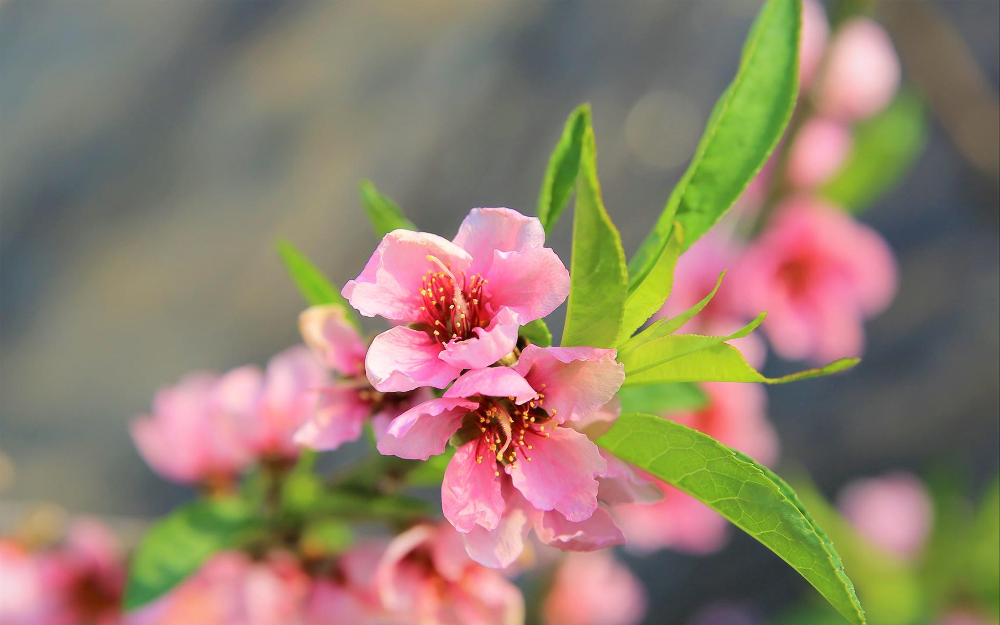 隆冬时节平谷大棚桃树已开花