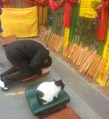 搞笑gif喵星人也来求签逆天了