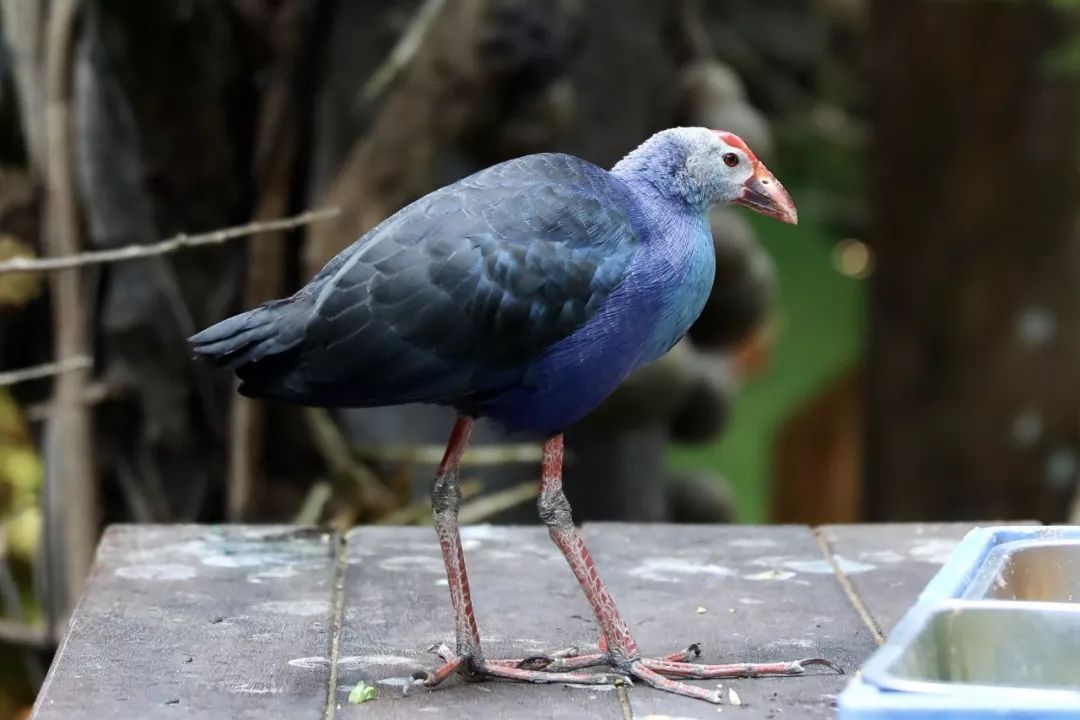 糖茶飘香汉服惊艳广式年味空降雨林仙境
