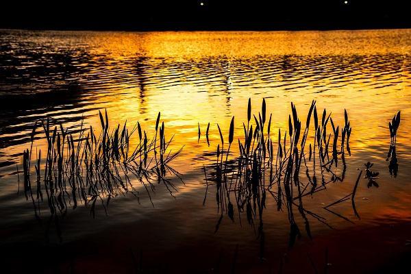 傍晚,美丽的晚霞映在建水五龙湖湿地公园湖面上,秋风吹拂过湖面,掀起
