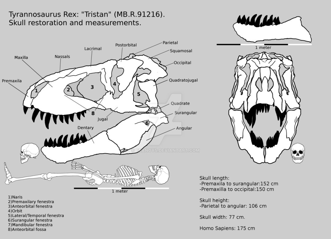 霸王龙和三角龙谁更厉害
