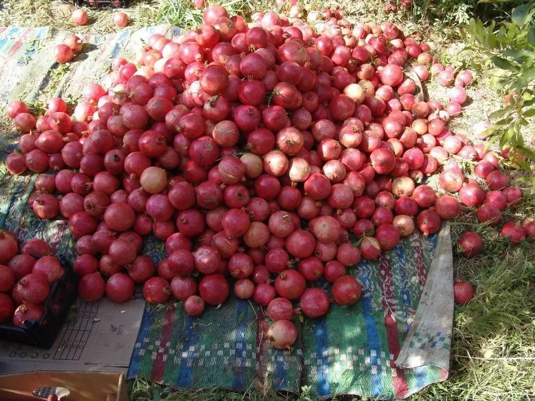 带你游中东图说伊朗石榴红了