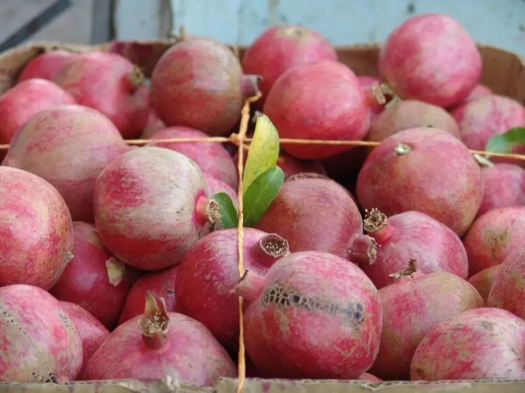 带你游中东图说伊朗石榴红了