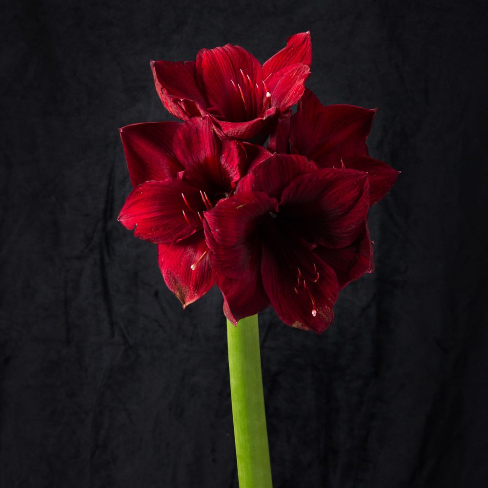 玫瑰乌木?是新年限定的味道!