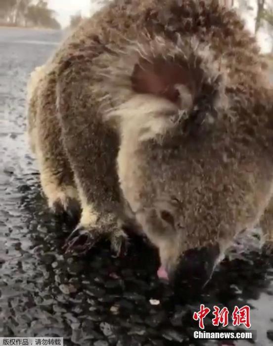 在新南威尔斯莫里镇的一条马路上，一只考拉不断舔舐马路上的雨水解渴。