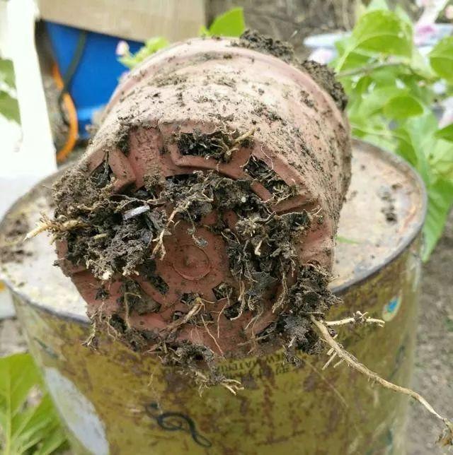 冬天的三角梅一直不开花,发狠断断根,一个星期后居然爆花了