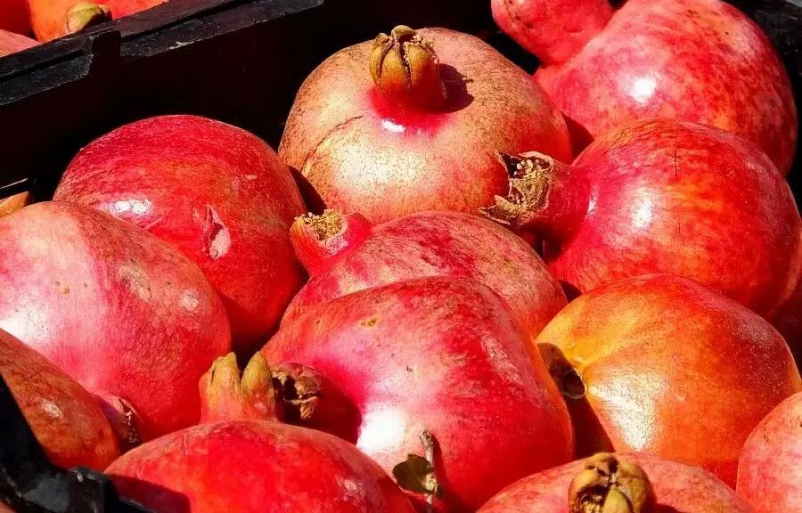 带你游中东图说伊朗石榴红了