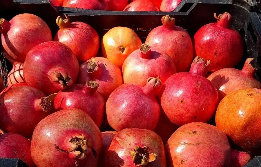 带你游中东图说伊朗石榴红了