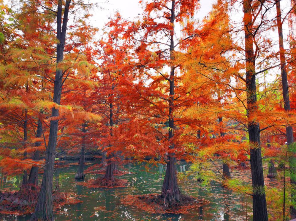 常州溧阳新发现的网红景点,层林尽染,色彩斑斓,美得不像话!