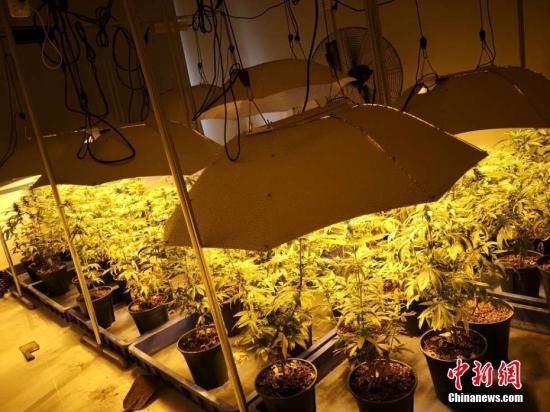 资料图：大麻植株 金华公安供图