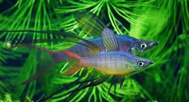 戒烟戒酒可以戒掉养鱼这个瘾太难有多少上岸的鱼友又入坑了