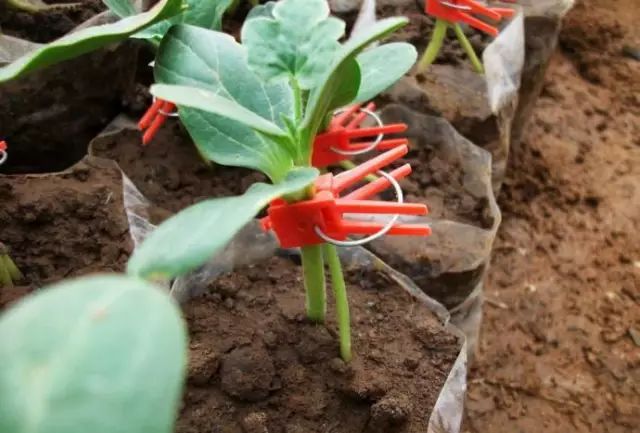 西瓜嫁接育苗管理要点(完全版)