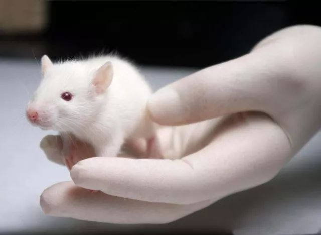 这是每一个科研民工都要拜的小耗子