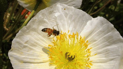 揭开美容圣品蜂花粉的神秘面纱 警惕霉变和铅超标 蜂花粉 新浪财经 新浪网
