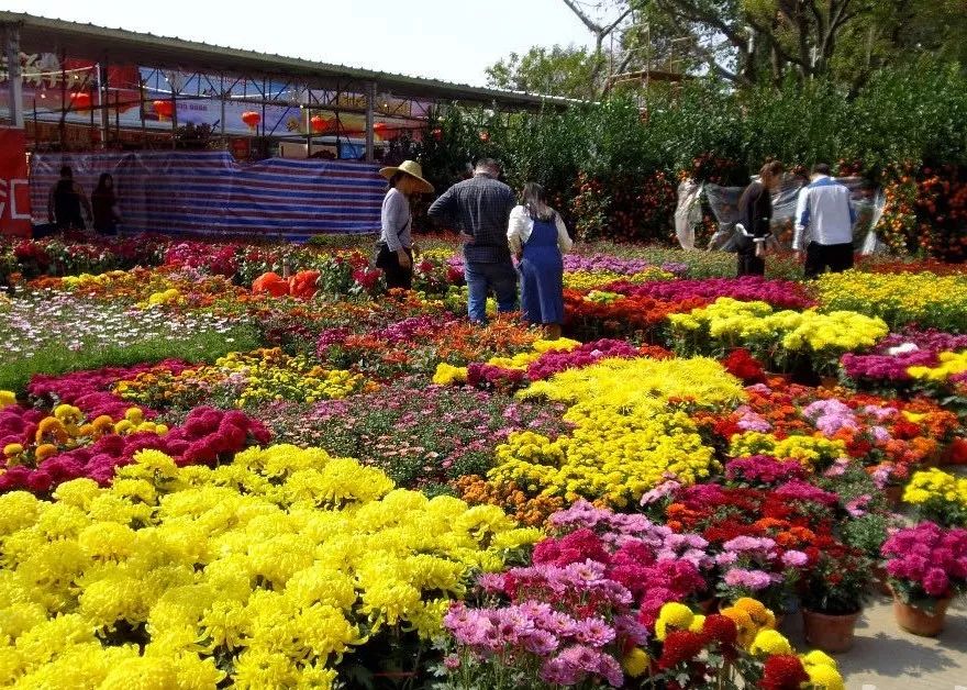 今年沙岗墟迎春花市有新玩法,嗨到爆!