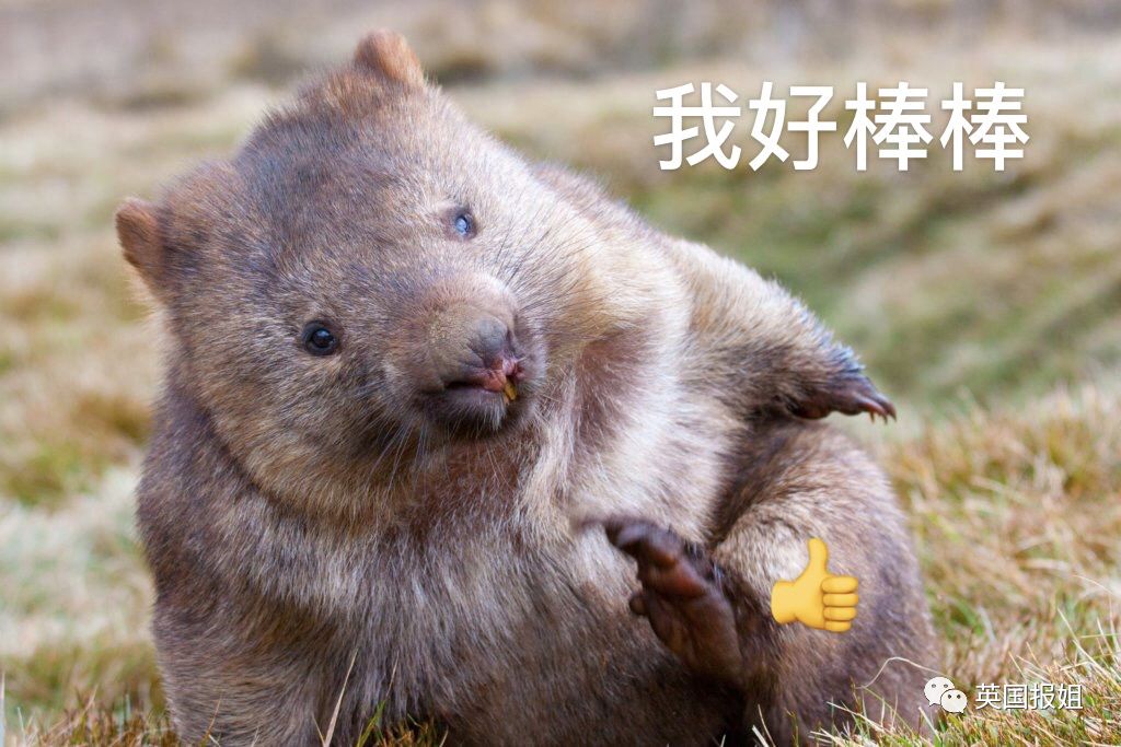 靠方形粑粑扬名的网红袋熊居然还是大火中的暖心英雄