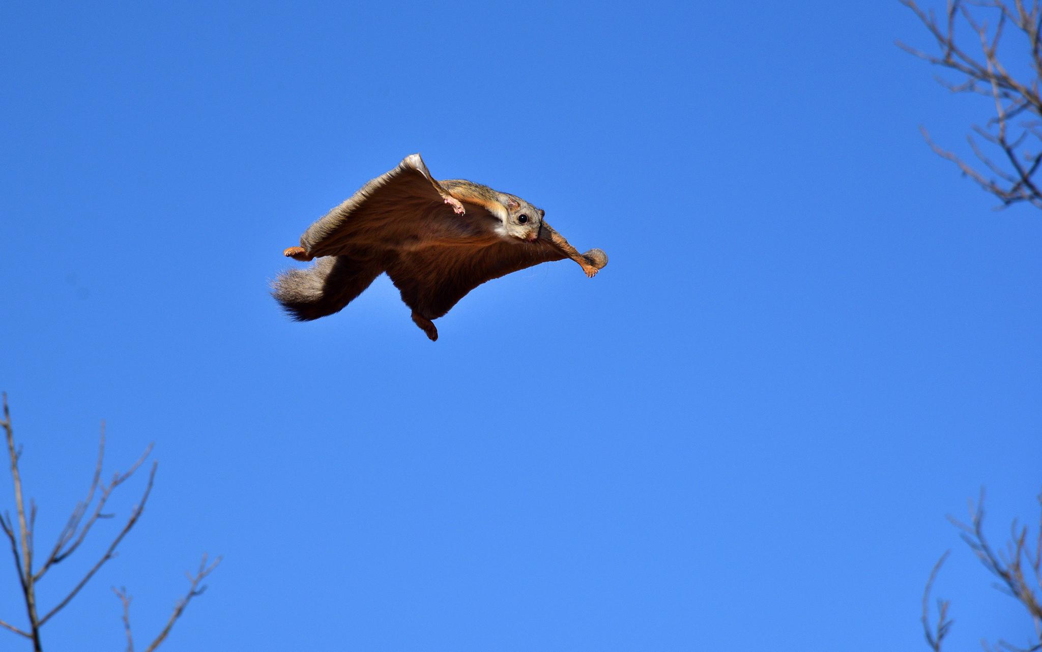 飞鼠托起乡亲致富梦