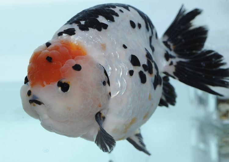 受访者供图除了北京本地金鱼外,还有来自福建福州的兰寿金鱼和广东