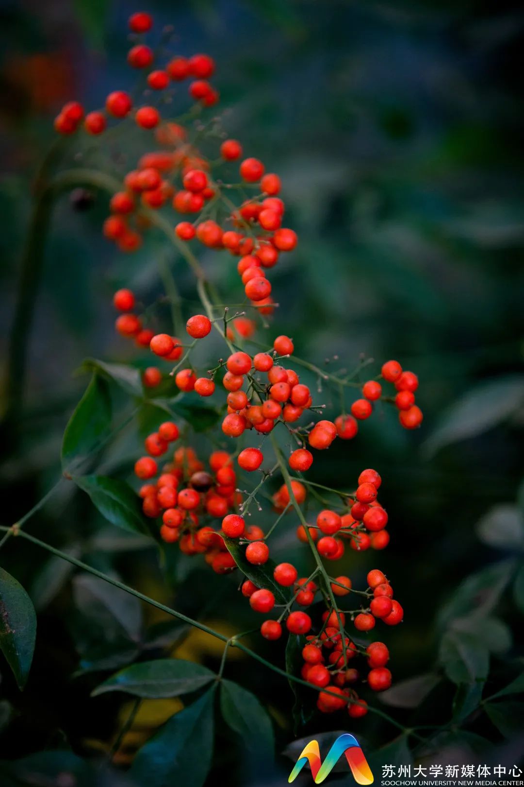 拔节生生不息潇洒恣意椽笔似锦写意飞落梢头去,跌入泥尘里酿尽秋实,还