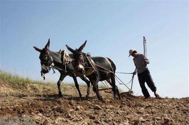 【图12】毛驴耕地