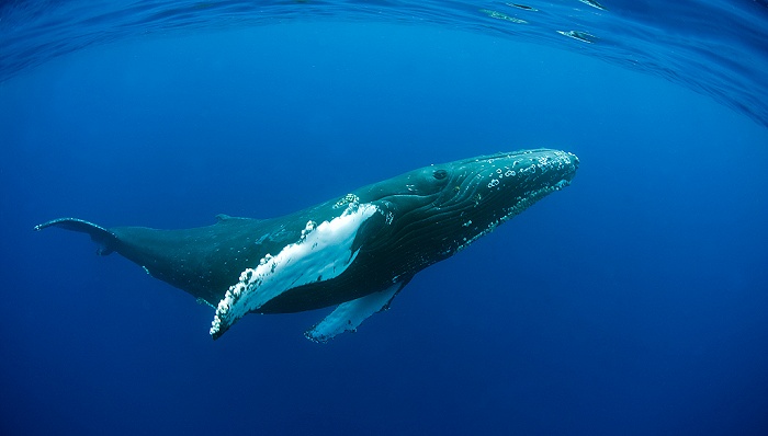 比特币创12年历史新高 这次的牛市为何“静悄悄”？