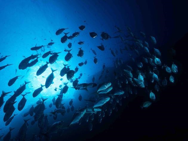 ▲海洋生物的昼夜垂直迁移不仅塑造了海洋生态系统，也影响了地球的环境变化