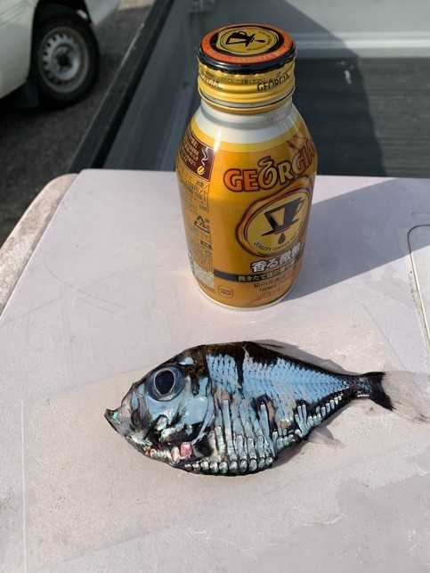 上鯛 深海魚 最高の花の画像 上鯛 深海魚 最高の花の画像