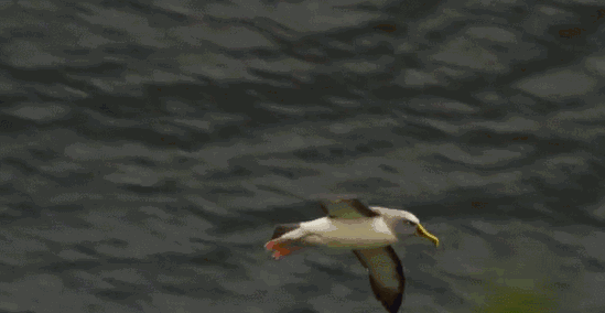 《地球脉动》:这部豆瓣9.9分纪录片,我想和每个热爱生命的你一起重温