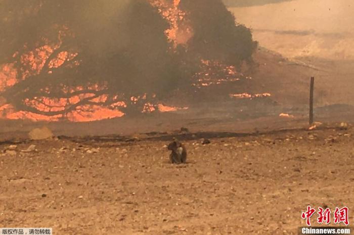  一隻考拉站在田野中，背景是熊熊燃燒的叢林大火。