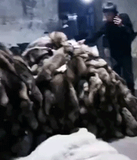 即便到了夜间，皮草交易市场仍然火爆 图片来源：红飞皮草齐先生