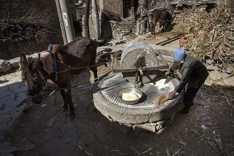 当时农村磨面用的是石磨(图 14),碾米和脱壳用的是石碾(图 15).