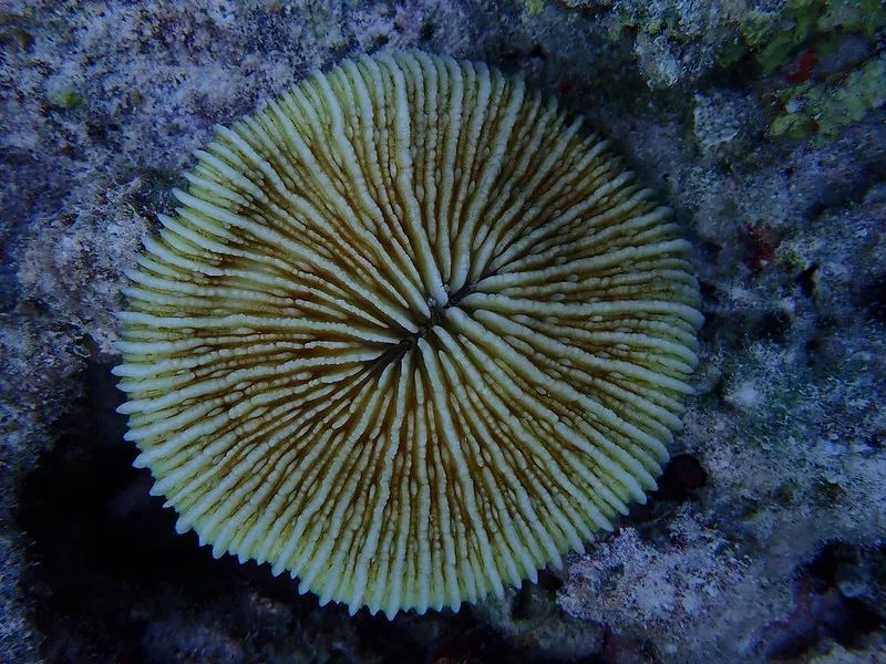 春节热带珊瑚礁海岛装腔指南