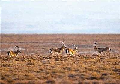 各地采取措施全面禁食野生动物 养殖户们积极寻求出路