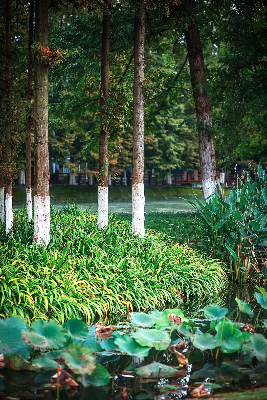 郫县安靖湿地在成都平原上有个两河并流的千年水乡被称为"古蜀水乡