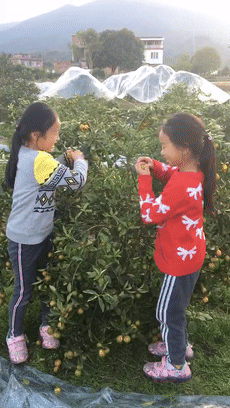 ▲脆皮金桔成熟后也带青，不影响口感与甜度▲