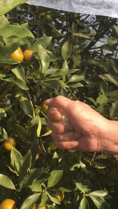 ▲再小也能爆出汁▲