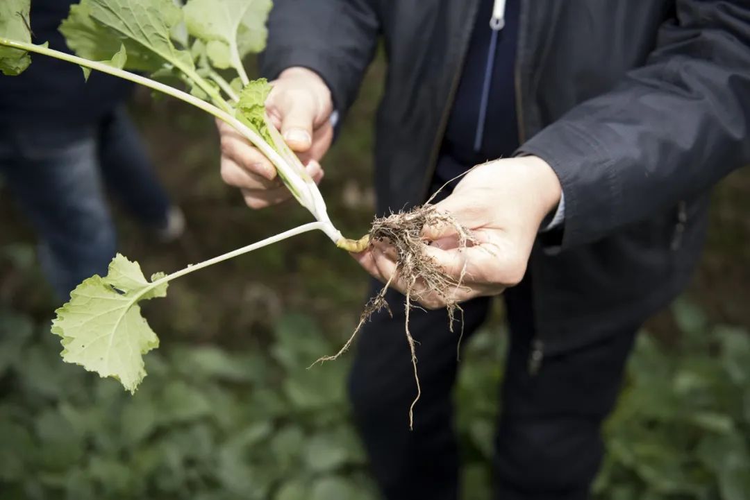 华中农大傅廷栋院士团队培育的抗根肿病油菜新品种"华油杂62r"达到