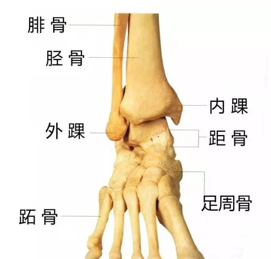 脚踝骨位置图图片