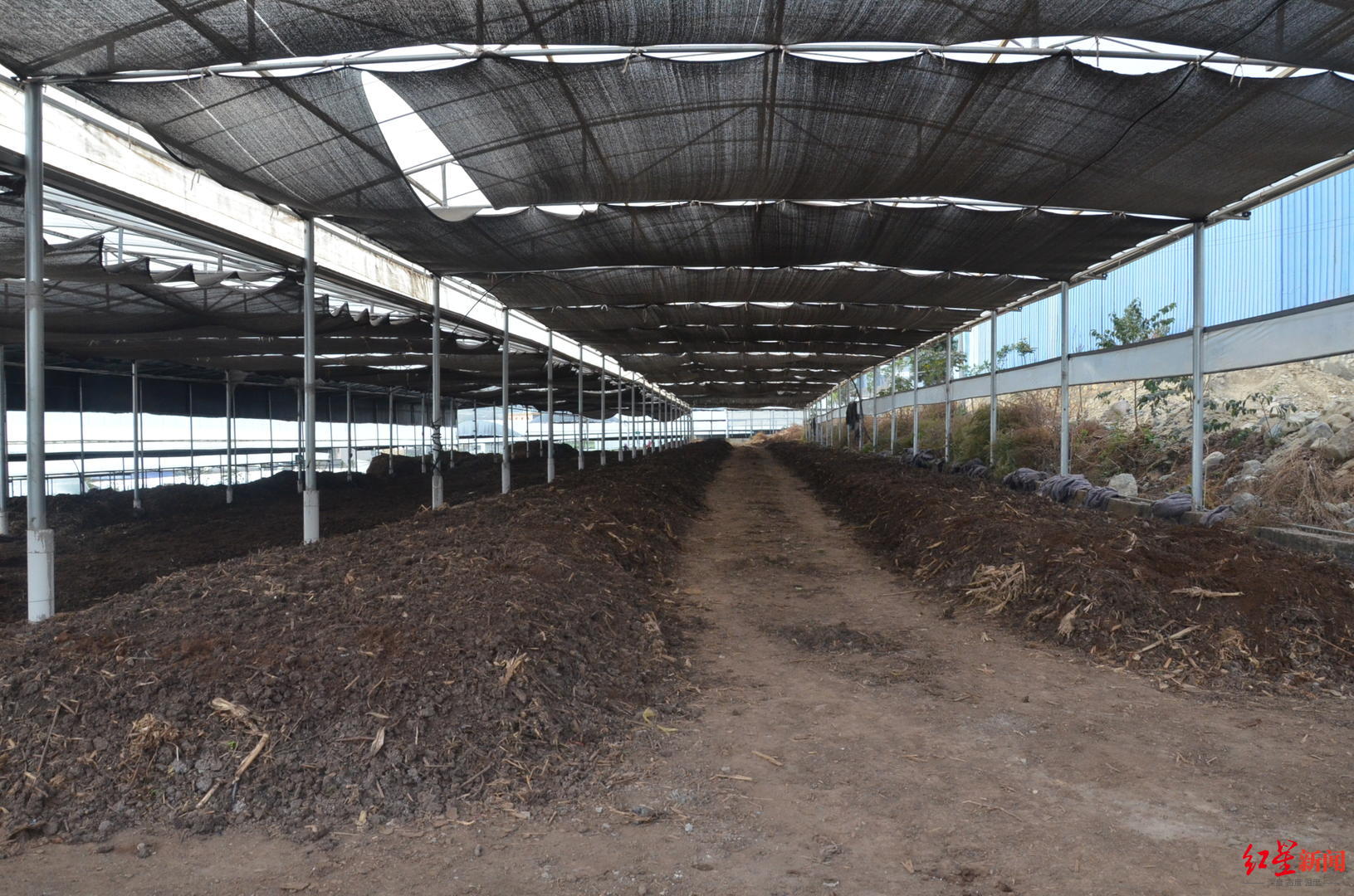 养殖基地的蚯蚓养殖床