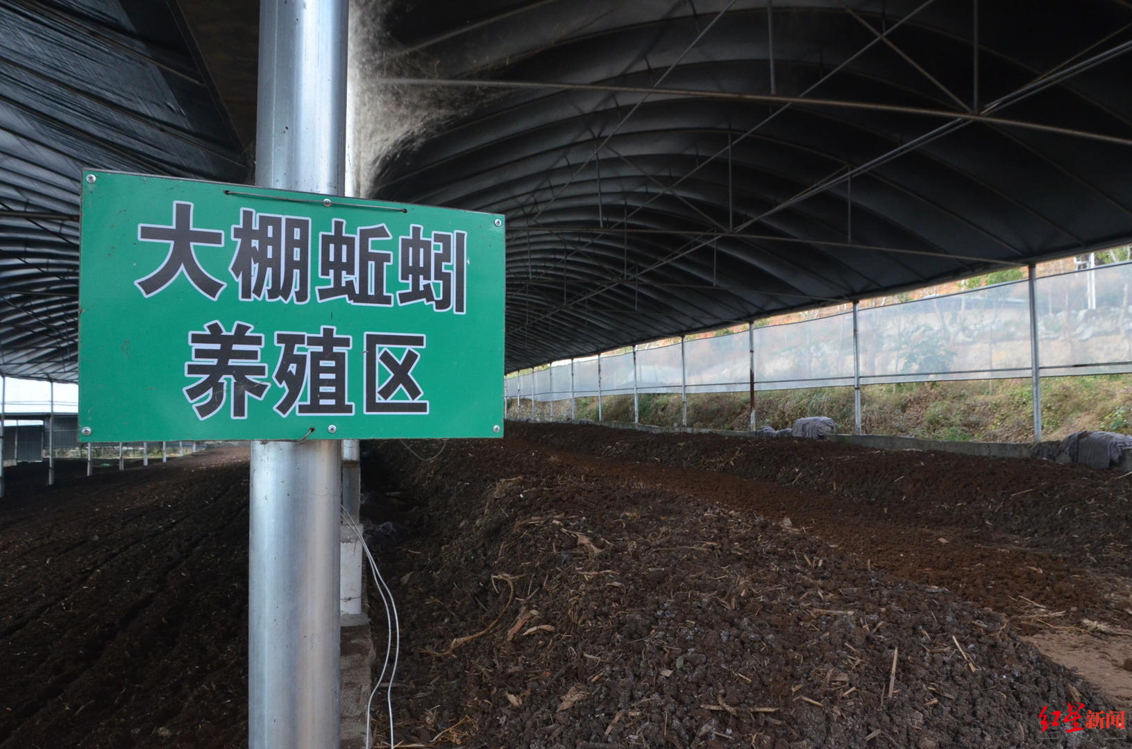 村的蚯蚓粪生产基地内,不时传来一阵阵臭味,大棚内的养殖床一垄一垄的