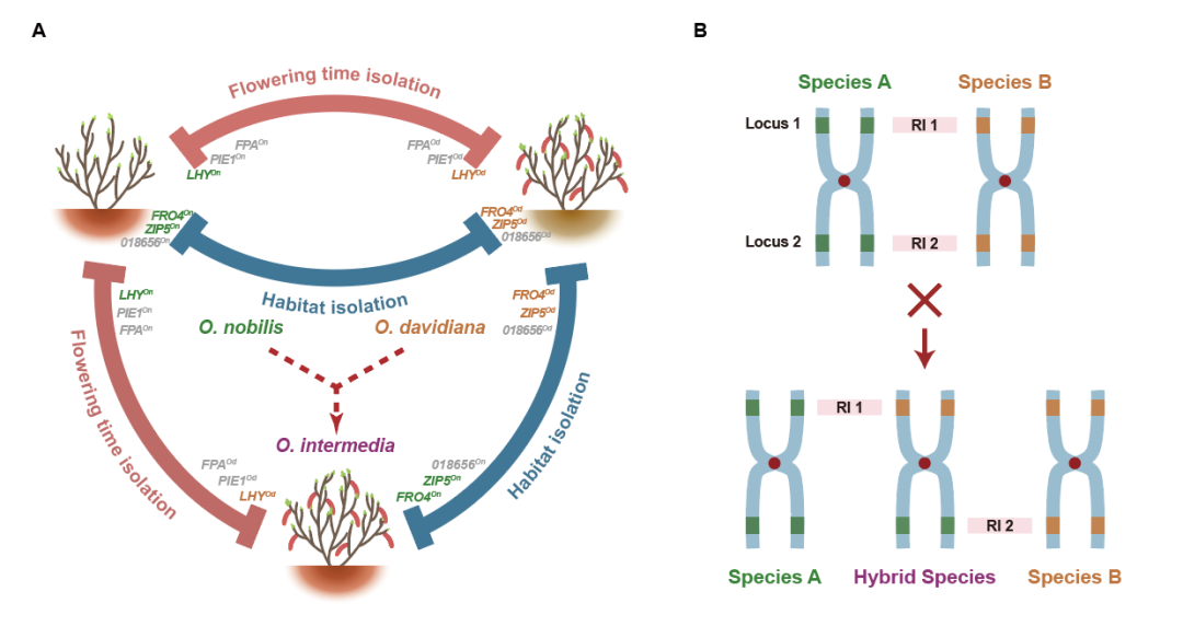 世界上有杂交品种的人吗？