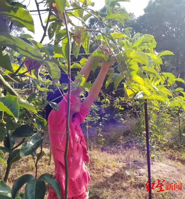 ▲“百香果女孩”杨晓燕 受访者供图