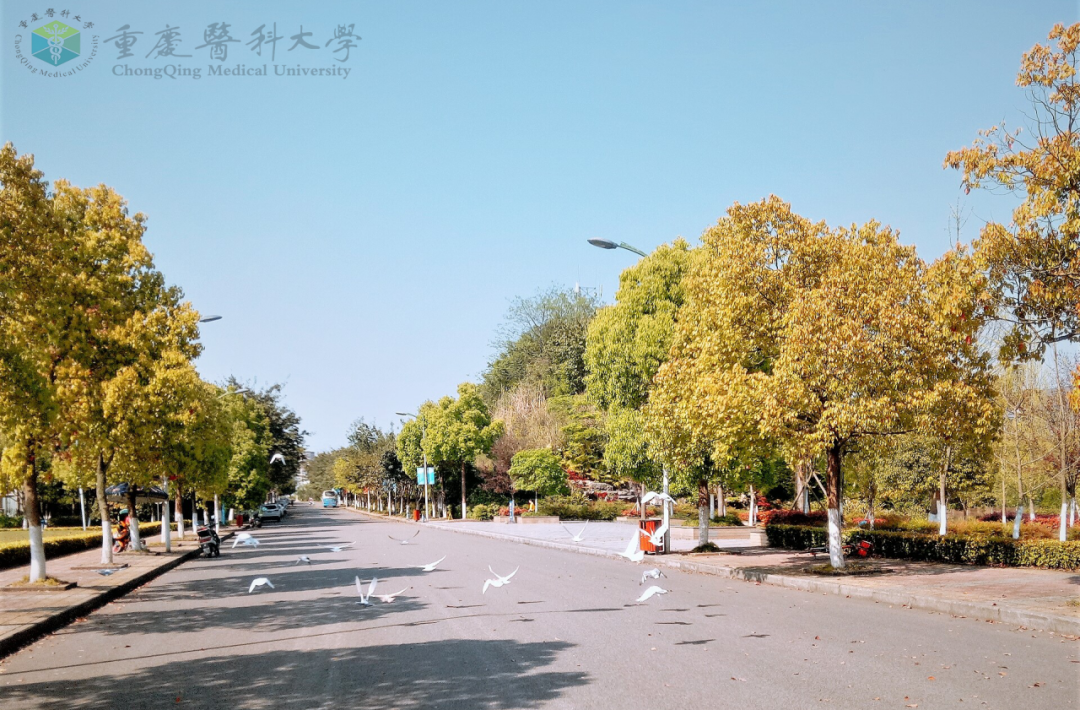 暖了手机电脑全都有重医壁纸新鲜出炉
