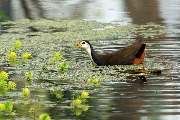 “关关雎鸠，在河之洲”，雎鸠是哪一种鸟类？...