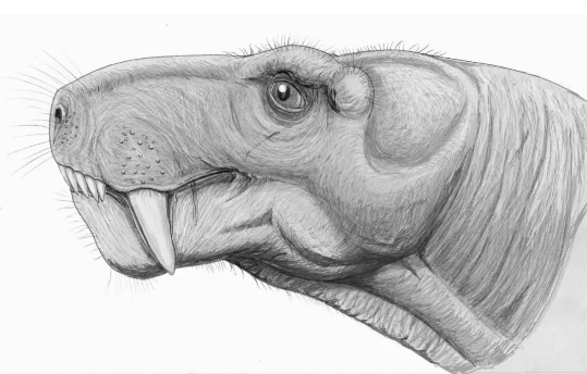 0/dmitry dogdanov丽齿兽亚目(gorgonopsians)曾是2.